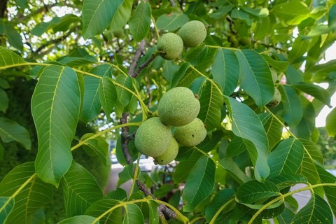 Real walnut, walnut tree (Juglans regia), deciduous tree, green nuts in summer, leaves, plants,