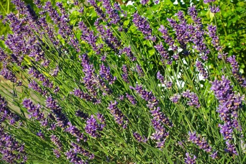 Lavender (Lavandula angustifolia), narrow-leaved lavender, ornamental plant, medicinal plant,