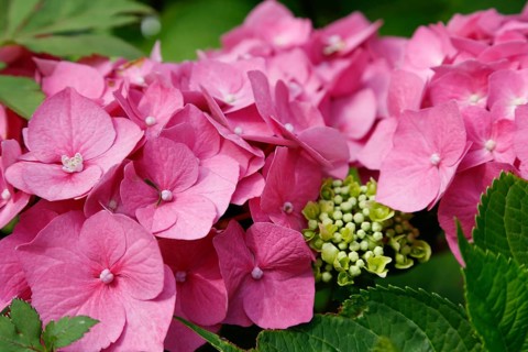 Hydrangeas (Hydrangea), ornamental shrub, pink flowers, gardens, flower bed, Germany