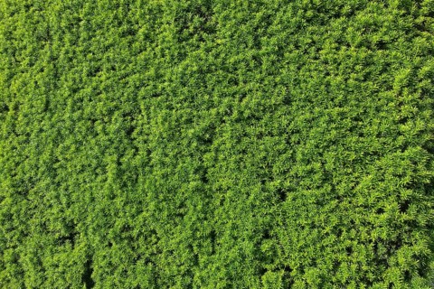 Yew (Taxus baccata), evergreen hedge, plants, gardens, Germany