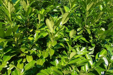 Cherry laurel, laurel cherry (Prunus laurocerasus), evergreen shrub, leaves, plants, gardens,