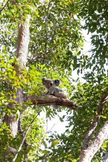 Koala on a tree in its natural habitat near Pumpenbil, Tweed Shire, New South Wales, Australia