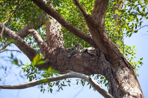 Koala on a tree in its natural habitat near Pumpenbil, Tweed Shire, New South Wales, Australia