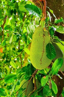 Jackfruit or Nangka (Artocarpus heterophyllus) plantation, Kandy, Sri Lanka