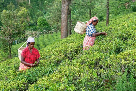 Tea picker harvesting in the Glenloch tea factory, Nuwara Eliya, Sri Lanka