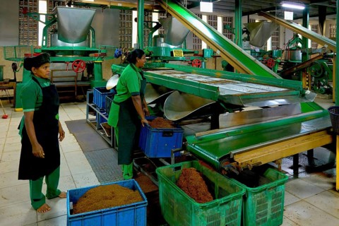 Women working in Glenloch tea factory, Nuwara Eliya, Sri Lanka