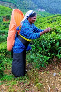 Tea picker harvesting in the Glenloch tea factory, Nuwara Eliya, Sri Lanka