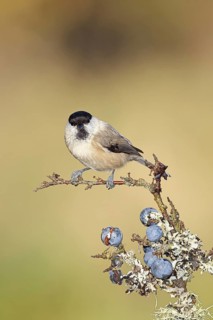 Willow tit (Parus montanus), sitting on a branch in a blackthorn bush, (Prunus spinosa), sloes,