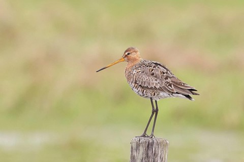 Blacktail (Limosa limosa), sitting room, on a fence post, snipe birds, wildlife, nature