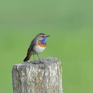 Bluethroat (Luscinia svecica cyanecula), male, on a pasture fence post, wildlife, lembruch, ox