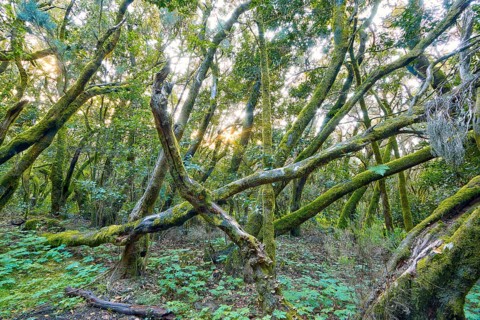 Dense trees with mossy branches in the forest, laurel forest, La Laguna Grande, Garajonay National