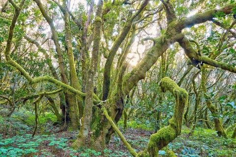 Huge trees covered with moss in the forest, laurel forest, La Laguna Grande, Garajonay National