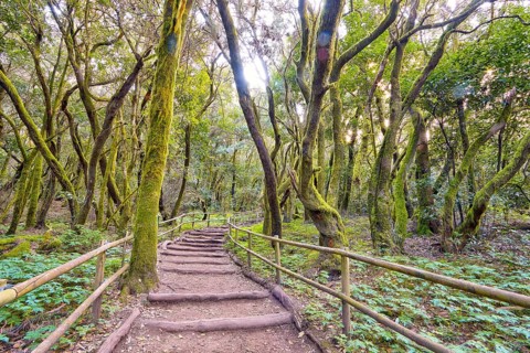 A trail with wooden railings leads through the forest, laurel forest, La Laguna Grande, Garajonay