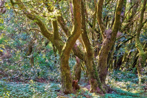Overgrown trees with moss in a thick forest, laurel forest, La Laguna Grande, Garajonay National