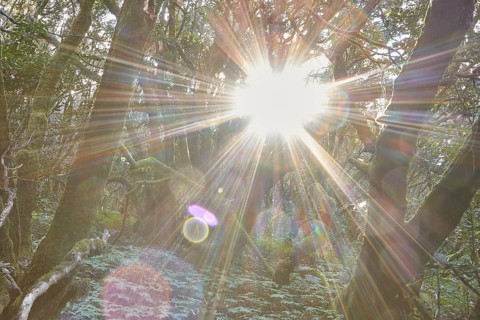 Bright sunlight breaks through the trees in the forest, Laurel Forest, La Laguna Grande, Garajonay