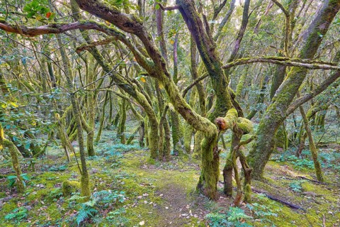 Tangled trees in thick, mossy forest, laurel forest, La Laguna Grande, Garajonay National Park,