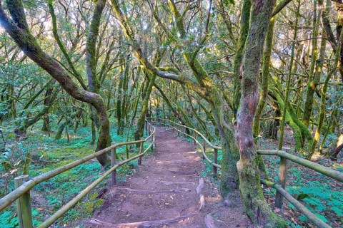 A wooded trail surrounded by mossy trees, laurel forest, La Laguna Grande, Garajonay National Park,