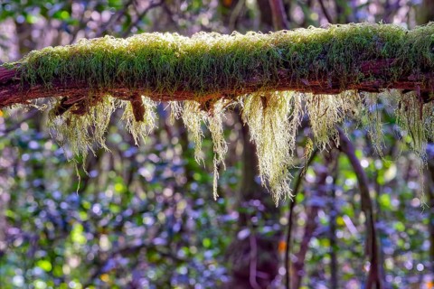 A branch covered with moss in the forest illuminated by sunlight, laurel forest, La Laguna Grande,