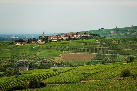 Picturesque village in the vineyards, Zellenberg, Haut-Rhin, Alsace, France