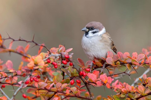 Tree sparrow (Passer montanus) sitting in a barberry bush, Littlewood Ranch, Limbach, Burgenland,
