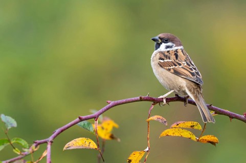 Tree sparrow (Passer montanus) sitting in a wild rose bush, Littlewood Ranch, Limbach, Burgenland,