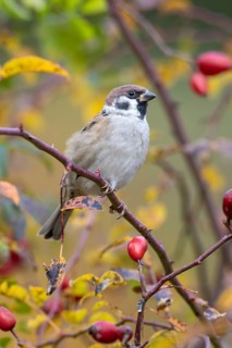 Tree sparrow (Passer montanus) sitting in a wild rose bush, Littlewood Ranch, Limbach, Burgenland,