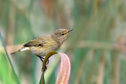 Zilpzalp (Phylloscopus collybita) sitting on a leaf, Littlewood Ranch, Limbach, Burgenland, Austria