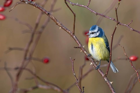 Blue tit (Parus caeruleus) sitting on a branch of an autumnal wild rose bush, Littlewood Ranch,