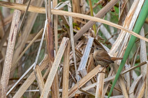 Wren (Troglodytes troglodytes) sitting on the banks of a pond, Littlewood Ranch, Limbach,