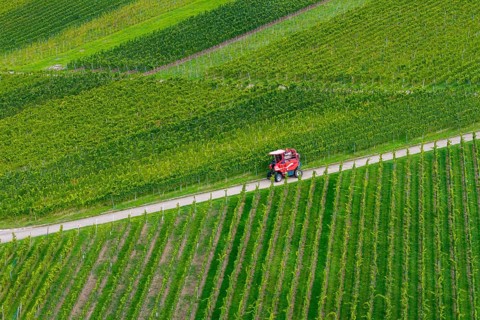 A red grape harvester moves on a road in the vineyards, grape grape harvest, near Korb im Remstal,