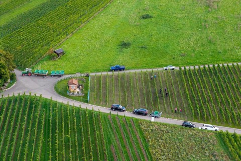 Harvesters in vineyards, cars on a road, lush green surroundings, grape grape harvest, near Korb im