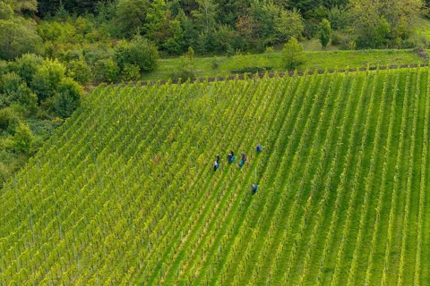 Workers move in an extensive, green vineyard, grape grape harvest, near Korb im Remstal,