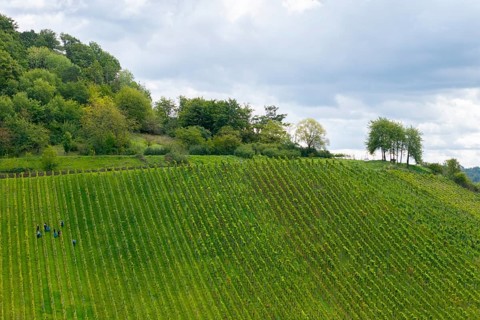 People work in a vineyard on a green hill under cloudy sky, grape grape harvest, near Korb im