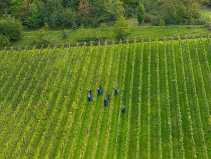 Workers grape harvest grapes in a green vineyard with arranged rows, grape harvest, near Korb im