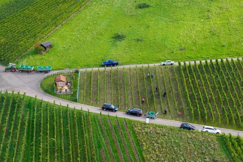 People work in a vineyard, cars park on a road next to the vines, grape grape harvest, near Korb im
