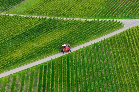 A grape harvester on a road during the grape grape harvest, near Korb im Remstal,