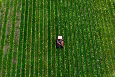 A grape harvester drives through orderly green fields, plants planted in straight lines, grape