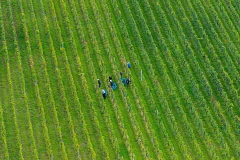 People work in a green vineyard from a bird's eye view, grape grape harvest, near Korb im Remstal,
