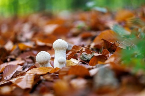 Bottle StÃ¤ubling (Lycoperdon perlatum), Germany