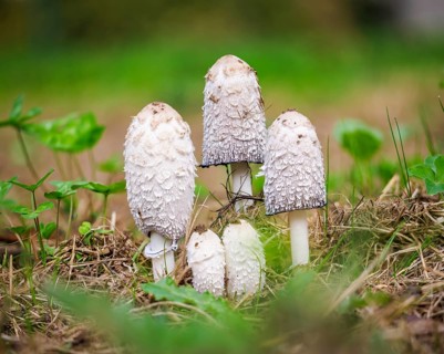 Schopf tintling (Coprinus comatus), Germany