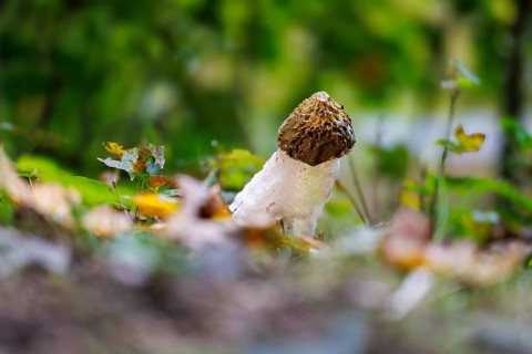 Common stink morel (Phallus impudicus), Germany