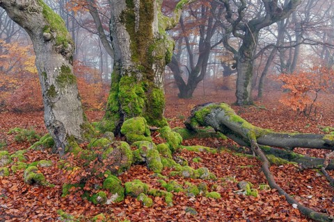 Beech in Hutewald Halloh, Hesse, Germany