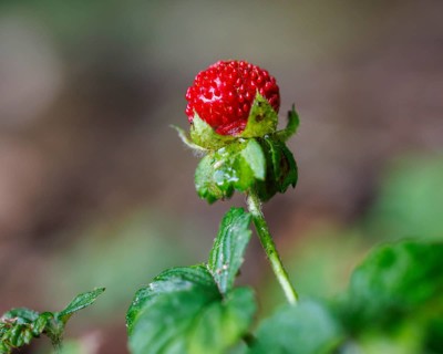 Forest strawberry (Fragaria vesca), Germany