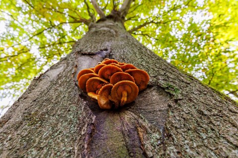 Tree fungus on a beech tree, Germany