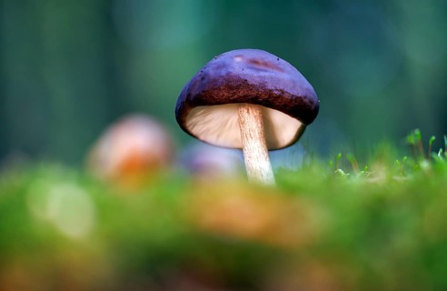 Brown roof mushroom (Pluteus cervinus), Germany