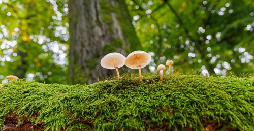 Beech slime (Mucidula mucida), Germany