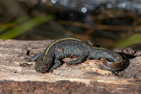 Alpine crested newt (Triturus carnifex), or Italian crested newt, Littlewood Ranch, Limbach,