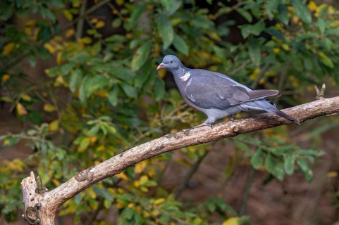 Ringed dove (Columba palumbus) sitting on a branch, Littlewood Ranch, Limbach, Burgenland, Austria