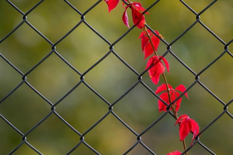 Red grape leaves on a wire tooth, Herberstein Wildlife, Herberstein, Styria, Austria