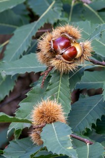 Precious chestnut (Castanea sativa), Tierwelt Herberstein, Herberstein, Styria, Austria
